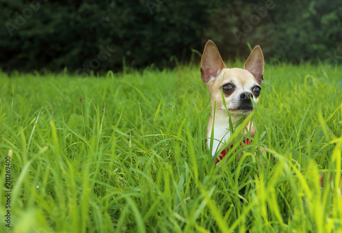 Tiny chihuahua dog is sitting in the grass.