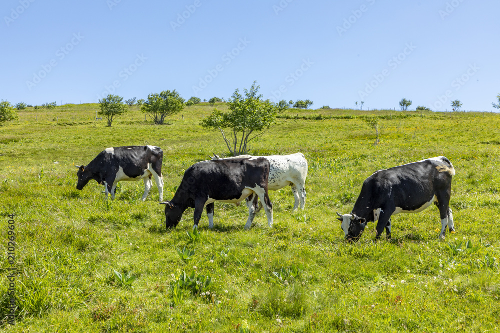 cows grazing at the highland meadow at the top of the alsacien mountains cows grazing at the highland meadow at the top of the alsacien mountains