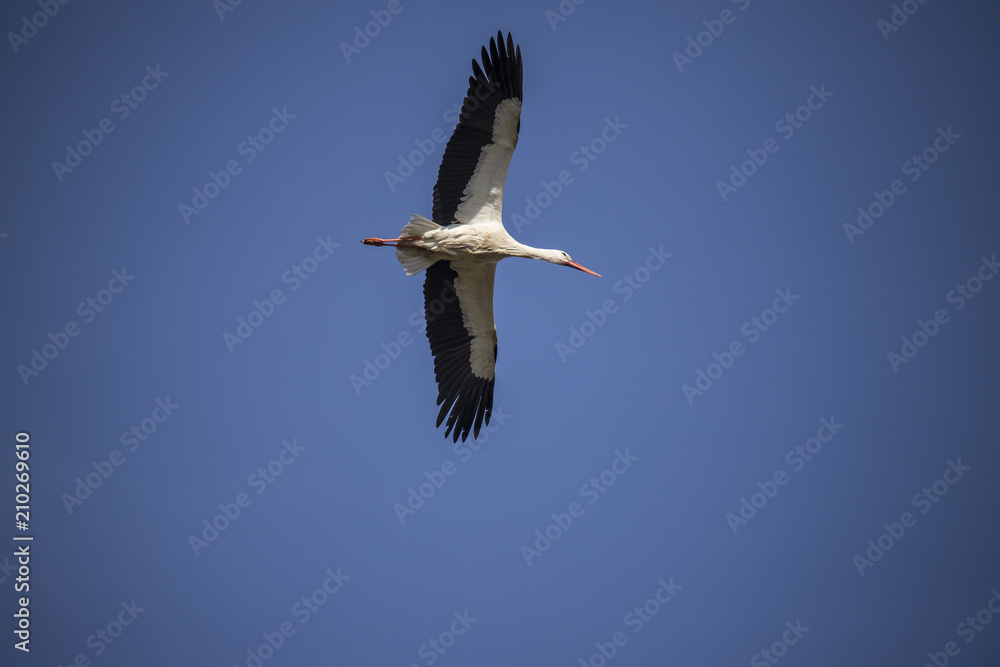 Obraz premium Stork, Ciconia ciconia