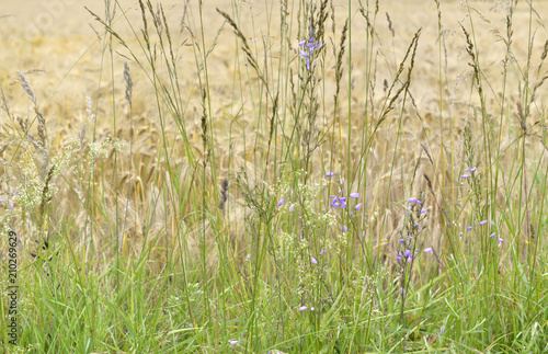 grass and flowers in front of a field of wheat 
