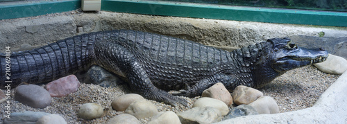 Canvastavla spectacled caiman