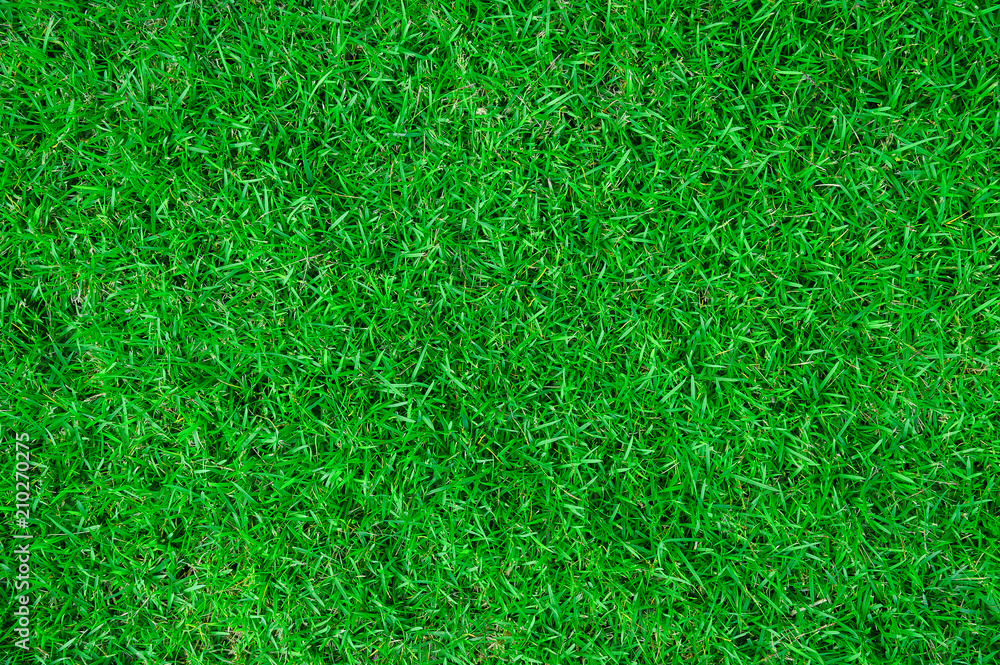 Green grass texture background Green grass texture background