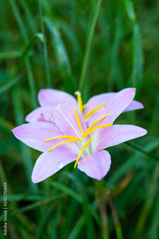 ピンク色のゼフィランサスの花のアップ