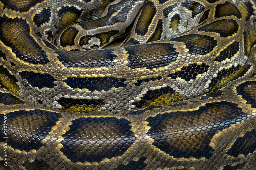 Colorful patterns and skin of python. Colorful patterns and skin of python.
