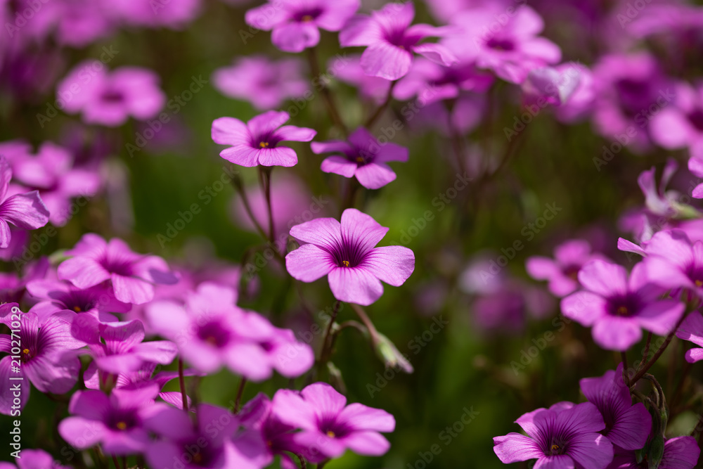 ピンク色のカタバミの花のアップ