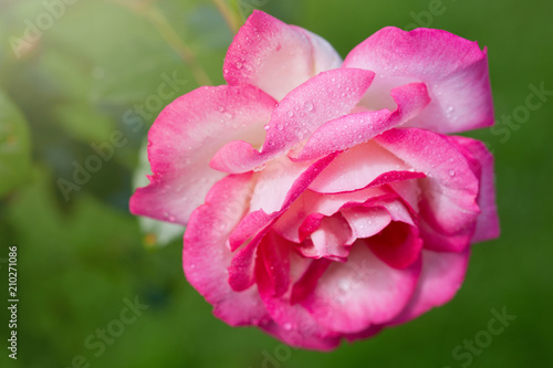 Pink rose in the summer garden.