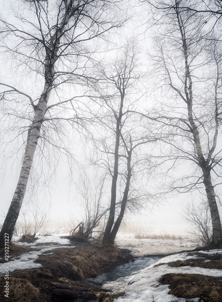 Trees in fog Trees in fog