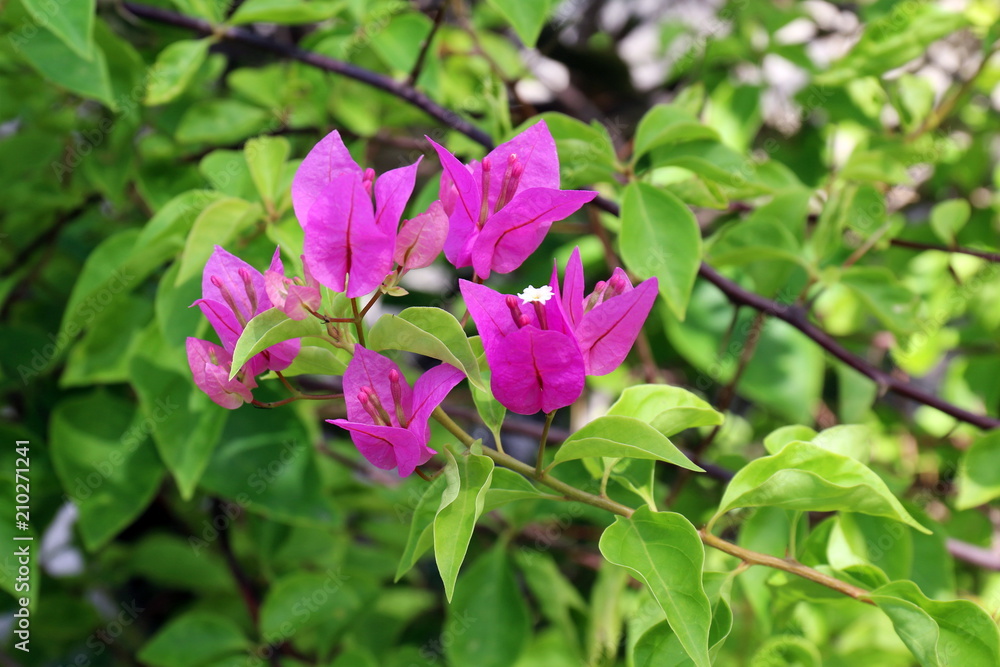 Purple bougainvillea flower on daylight, Panicle Bunch Fragrant pink and purple, flower with blurred background Purple bougainvillea flower on daylight, Panicle Bunch Fragrant pink and purple, flower with blurred background