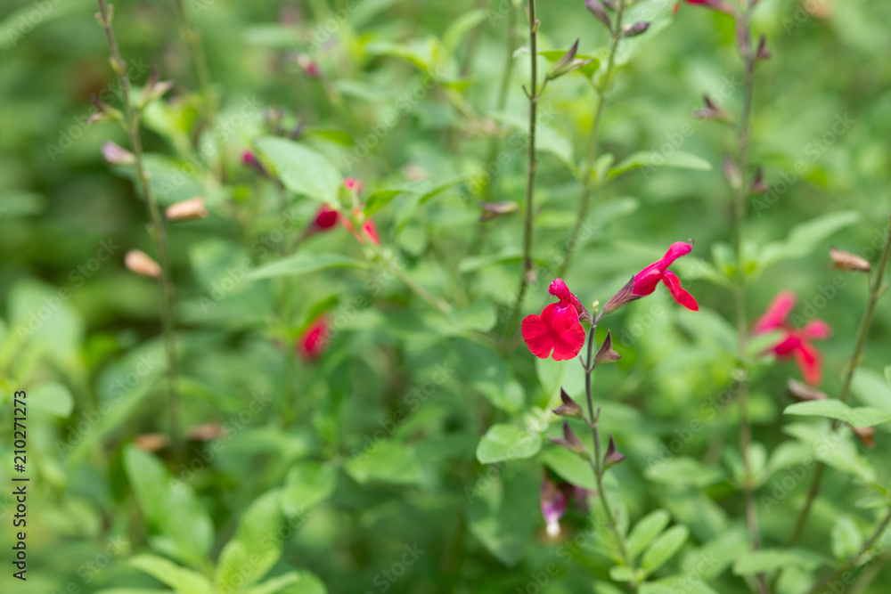 赤いチェリーセージの花のアップ 赤いチェリーセージの花のアップ