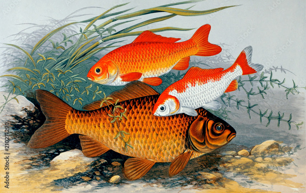 Illustration of fish. golden bronze carp Illustration of fish. golden bronze carp