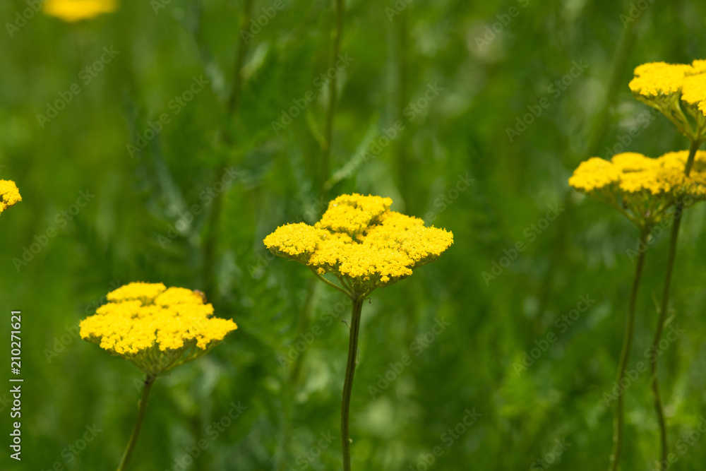 黄色いノコギリソウの花のアップ 黄色いノコギリソウの花のアップ