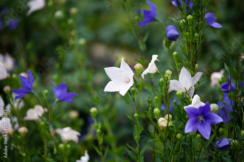 白と紫のキキョウの花