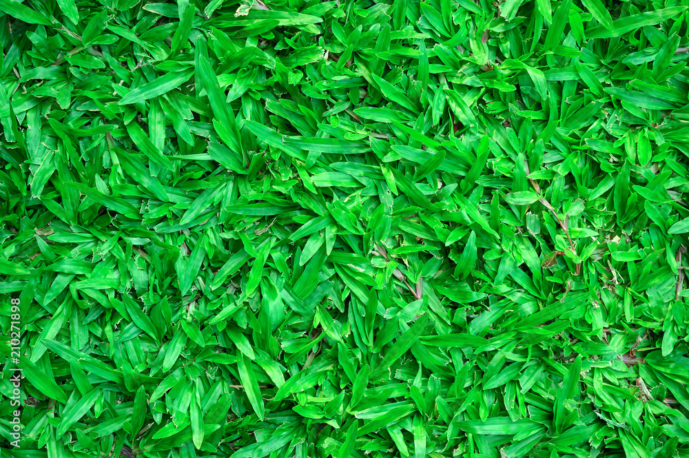 Green grass texture background Green grass texture background