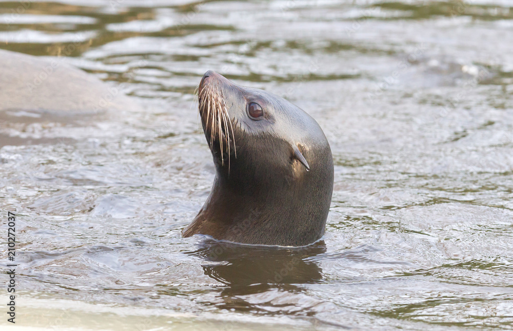Obraz premium Sea lion swimming in the cold water