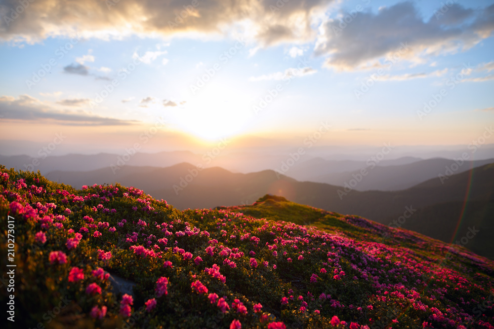 Beautiful nature landscape, amazing mountain view. Selective focus. Magic pink rhododendron flowers on summer mountains