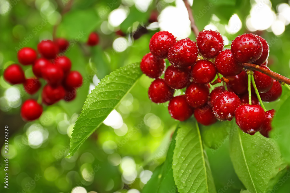Obraz premium Sweet cherry berries on tree branches in garden