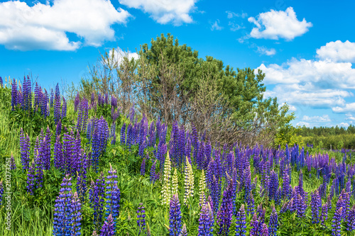 Beautiful landscape with purple lupines.