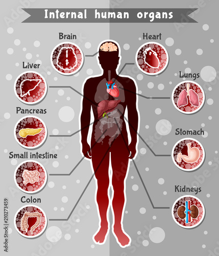 Human Internal Organs Template