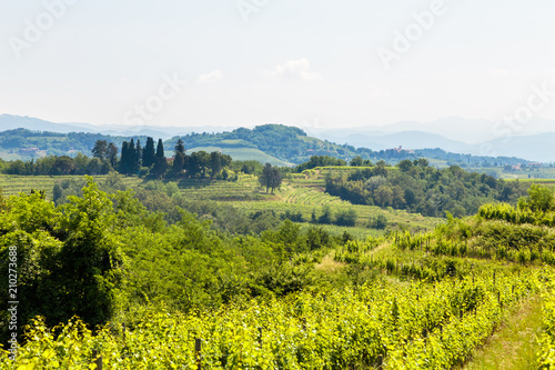 The fields of Friuli Venezia-Giulia cultivated with grapevines