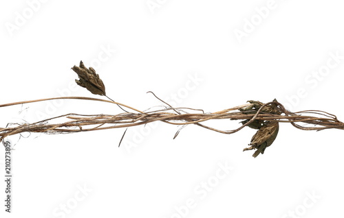 Wild dry liana, jungle vine isolated on white background, clipping path