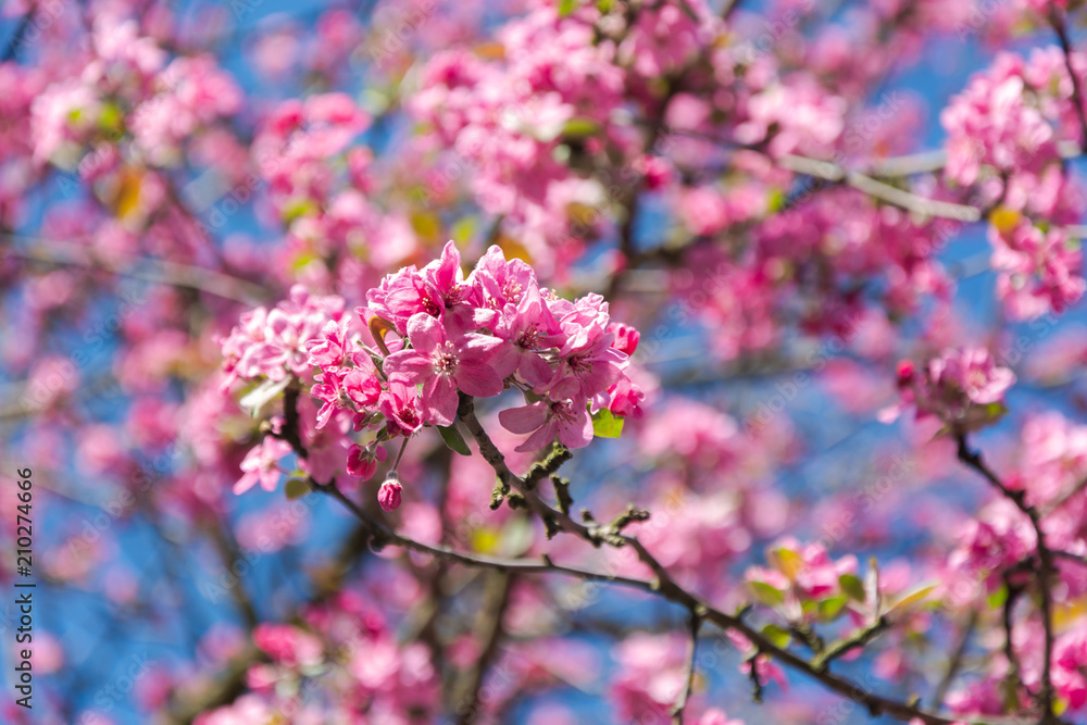 beautiful, blooming tree with pink petals beautiful, blooming tree with pink petals