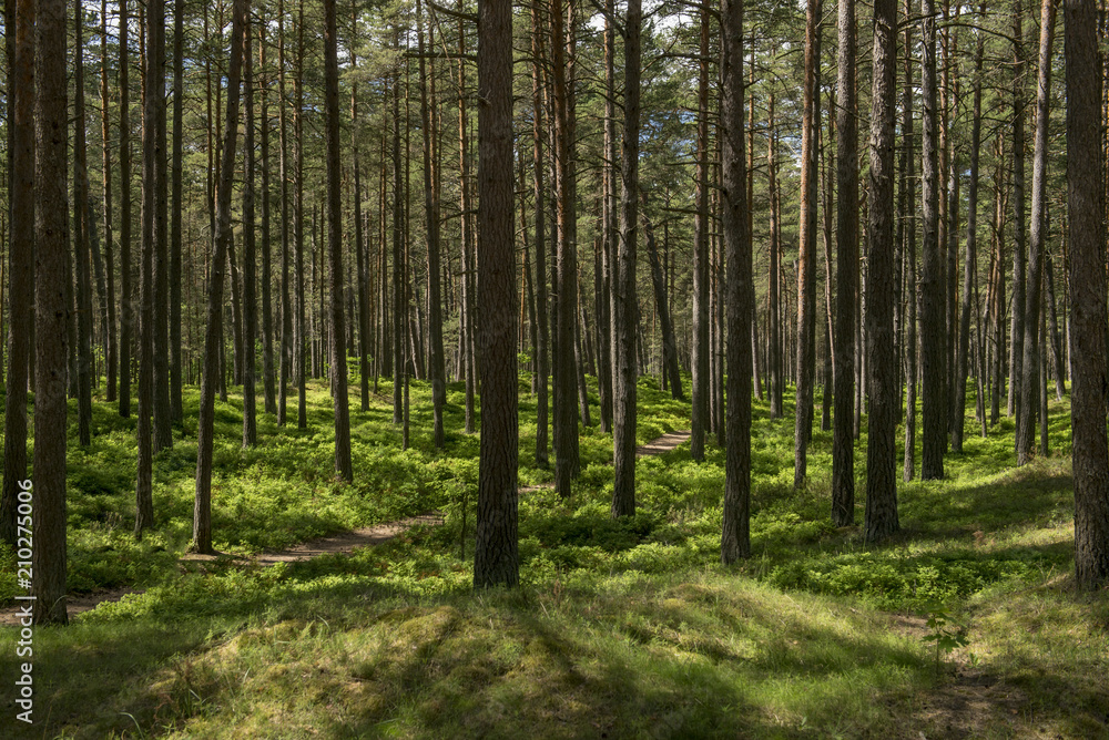 Fototapeta premium forest in autumn