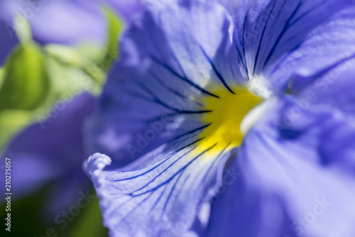 blue flower macro