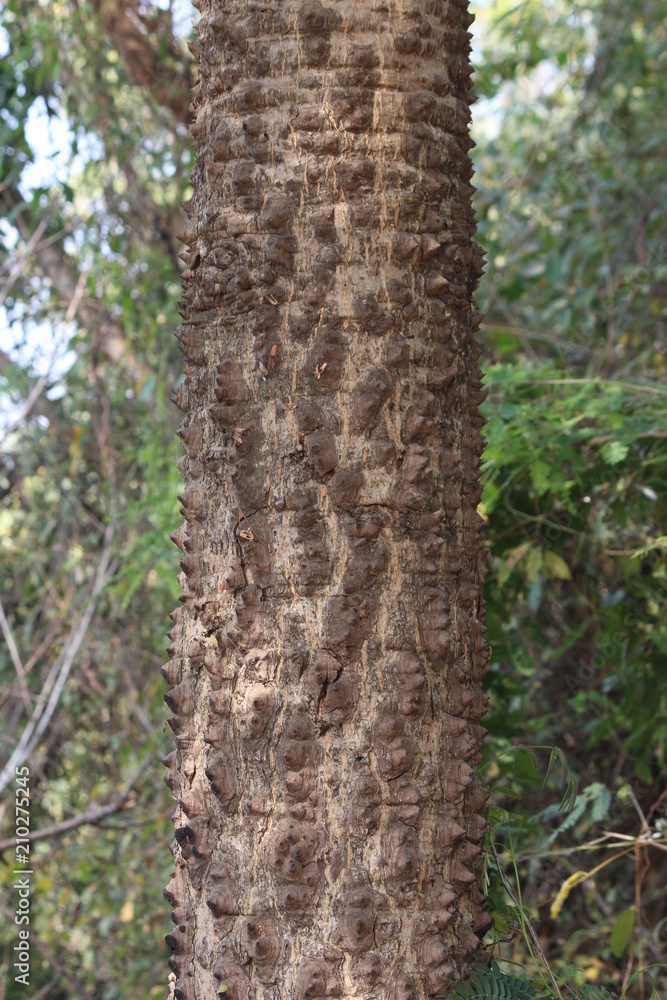 tree trunk thorny of bombax ceiba tree or Cotton Tree