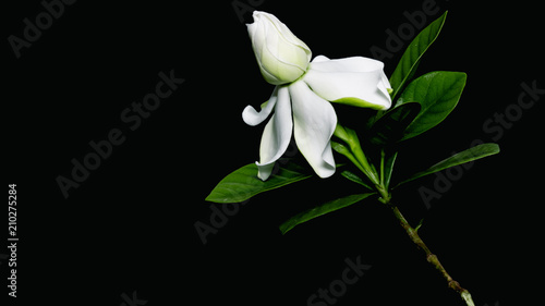 Gardenia jasminoides or Cape jasmine flower on black background