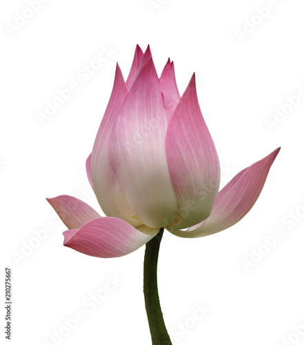 pink lotus isolated on white background