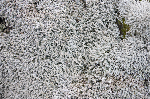 The Stereocaulon vesuvianum on lava, endemic lichen from Vesuvius photo