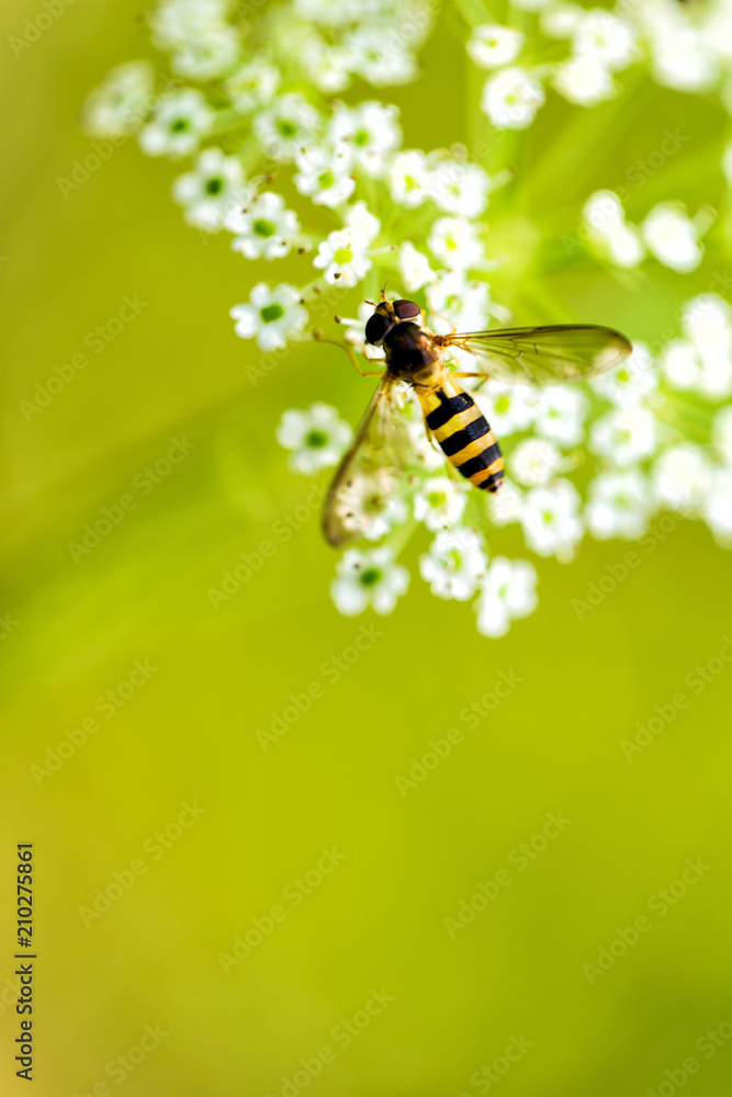 Wasp on white small flowers. Green natural background. Place for text Wasp on white small flowers. Green natural background. Place for text