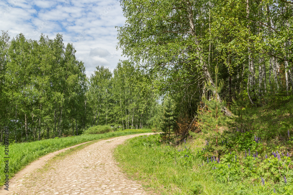 Cobbled road in the forest Cobbled road in the forest