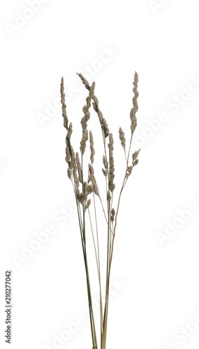 Dry wild grass with seeds isolated on white background and texture, clipping path