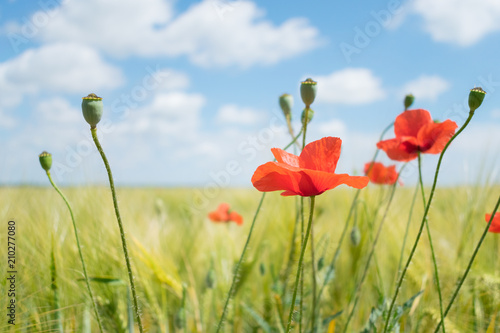 Beautiful bright red poppies with green grass and leaves in the background of blue sky and clouds. Close up of red poppy flowers in field. Few red flowers in the summer field.