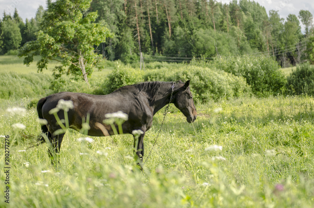 horse in the meadow horse in the meadow