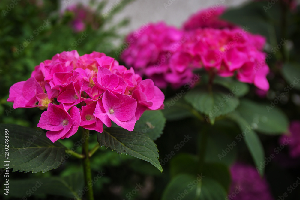 pink hydrangea garden grow in the garden in summer pink hydrangea garden grow in the garden in summer