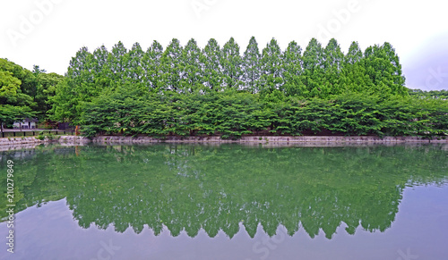 The green plants and trees with reflection on lake in Japan park