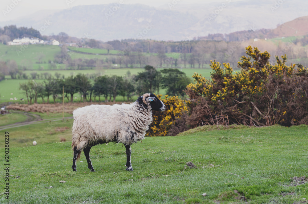 Obraz premium Countryside landscape at a sheep farm in Lake District of England, United Kingdom