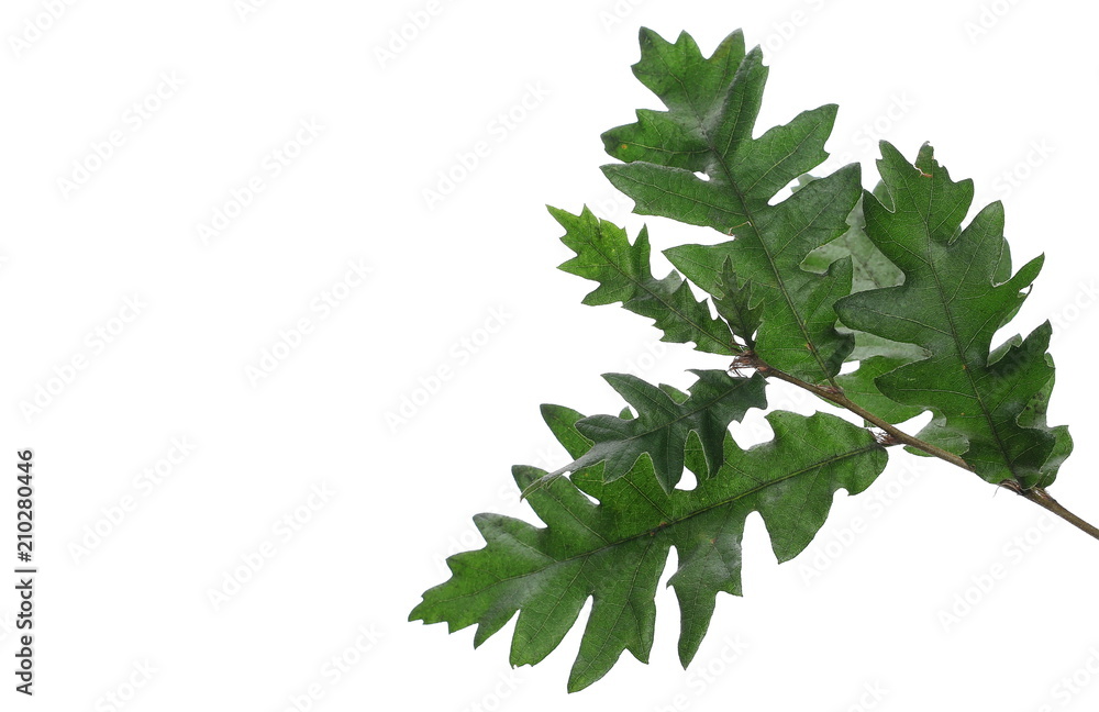 Green young oak leaves on branch, foliage isolated on white background, clipping path Green young oak leaves on branch, foliage isolated on white background, clipping path