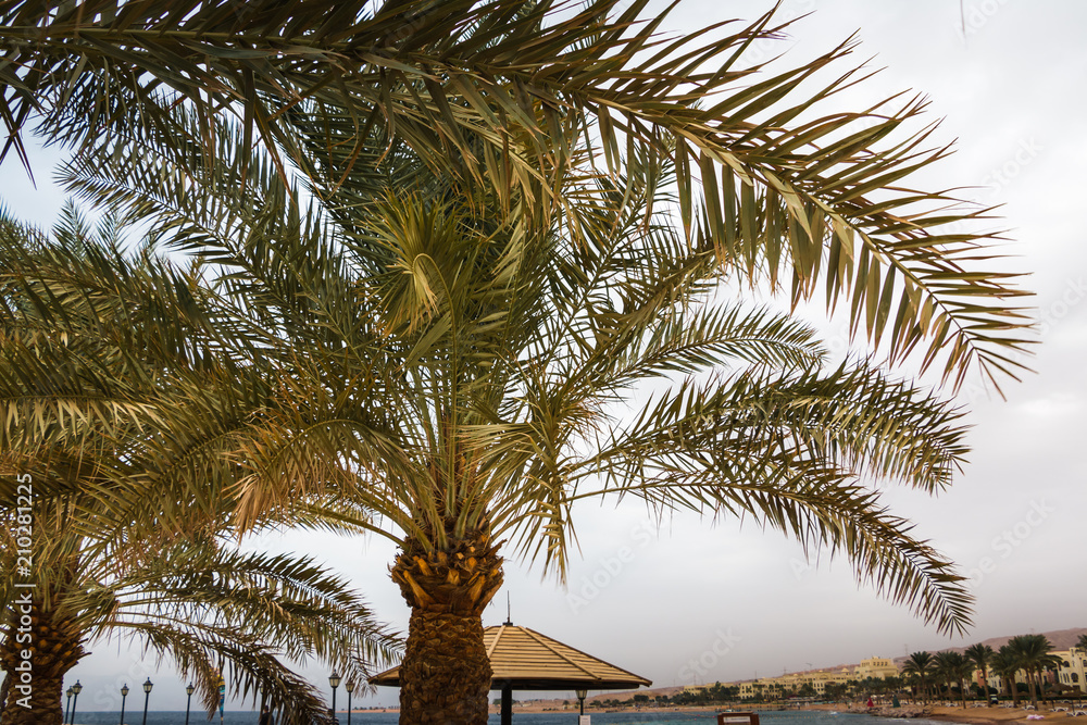 Palm trees with green grass and cloudy sky Palm trees with green grass and cloudy sky