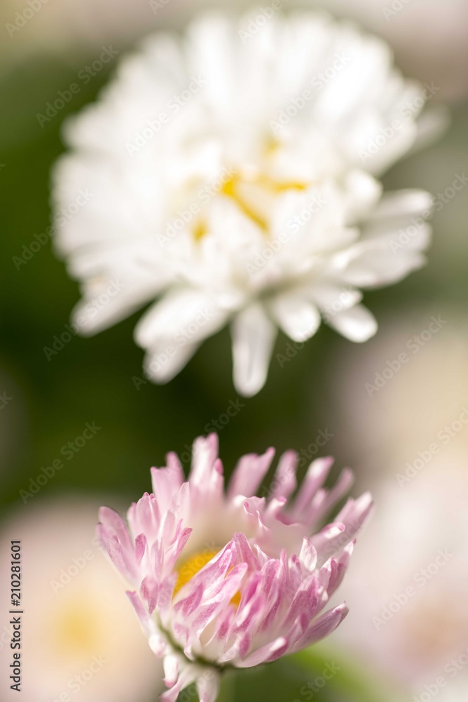 white flower close up white flower close up