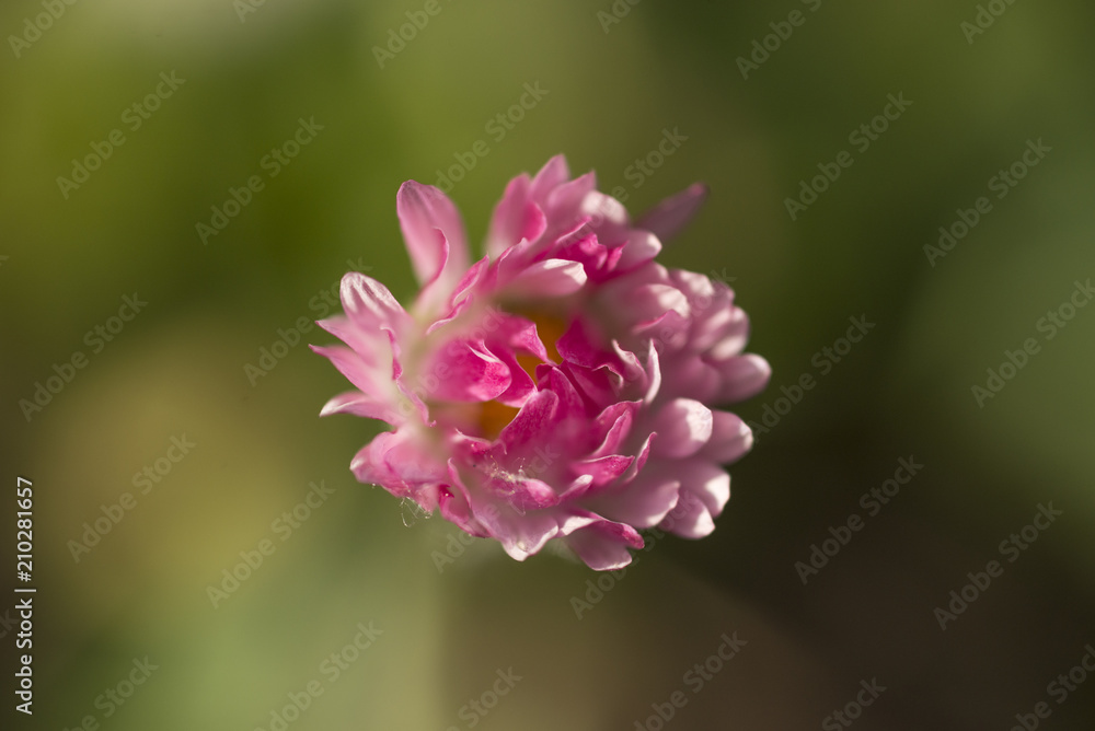 close up of pink flower