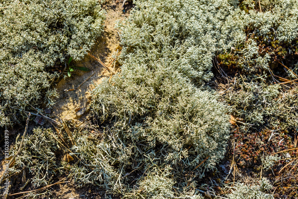 Green moss on a ground in forest Green moss on a ground in forest