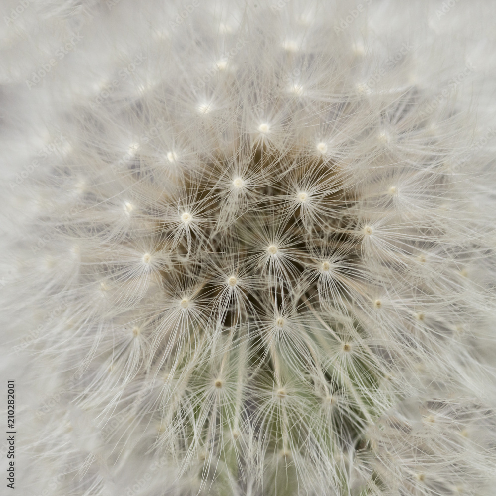 close up of dandelion close up of dandelion
