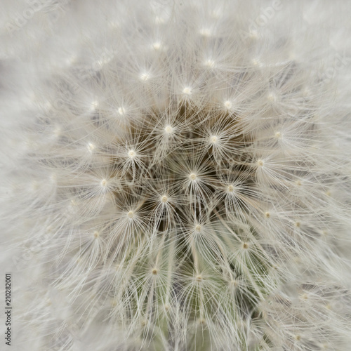 close up of dandelion