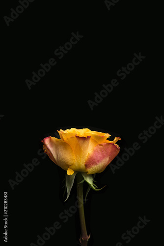 The top side of a yellow rose on a black bacground.