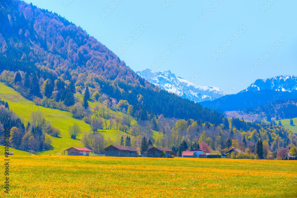 Scenic panorama view of a picturesque mountain village - Beautiful field of yellow flowers near a small town in Germany