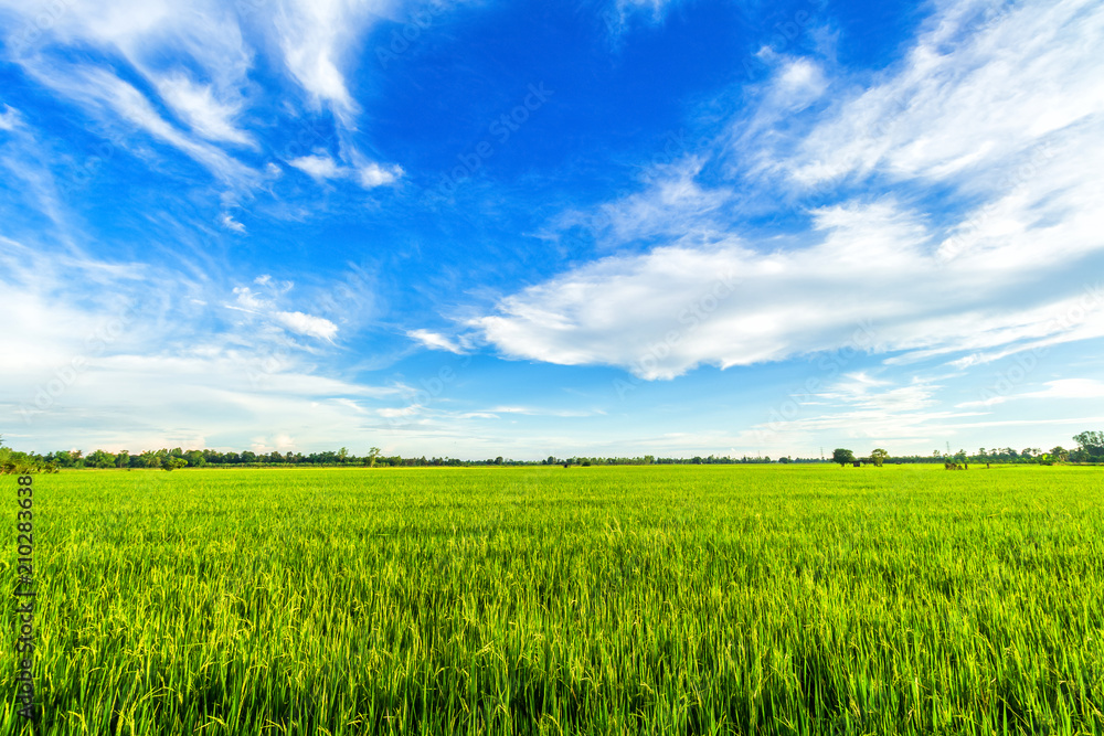 Beautiful green cornfield with fluffy clouds sky background. Beautiful green cornfield with fluffy clouds sky background.