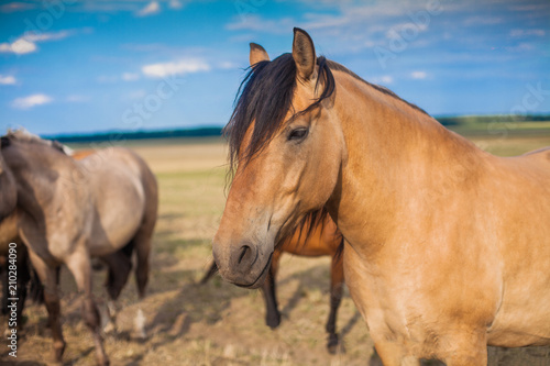 Horse in the pasture of beige color photo